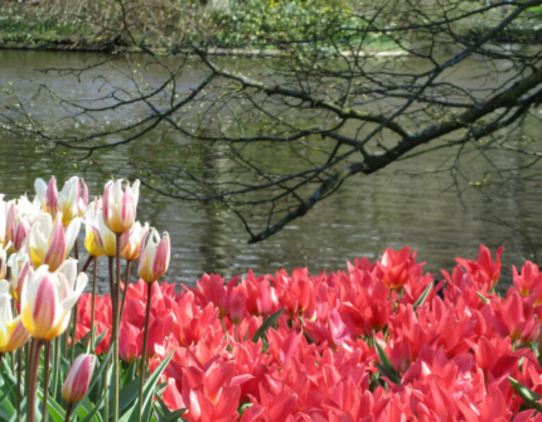 Inspiring Images | Kuekenhof Gardens (Tulips!)