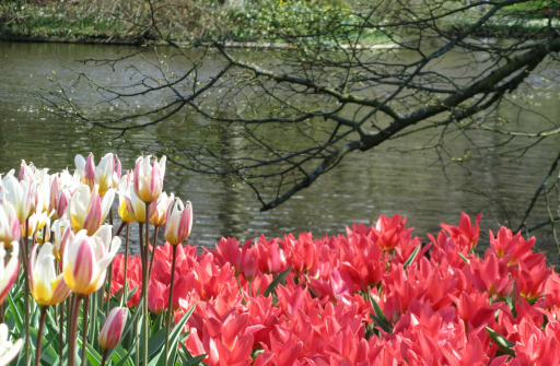 Kuekenhof Gardens