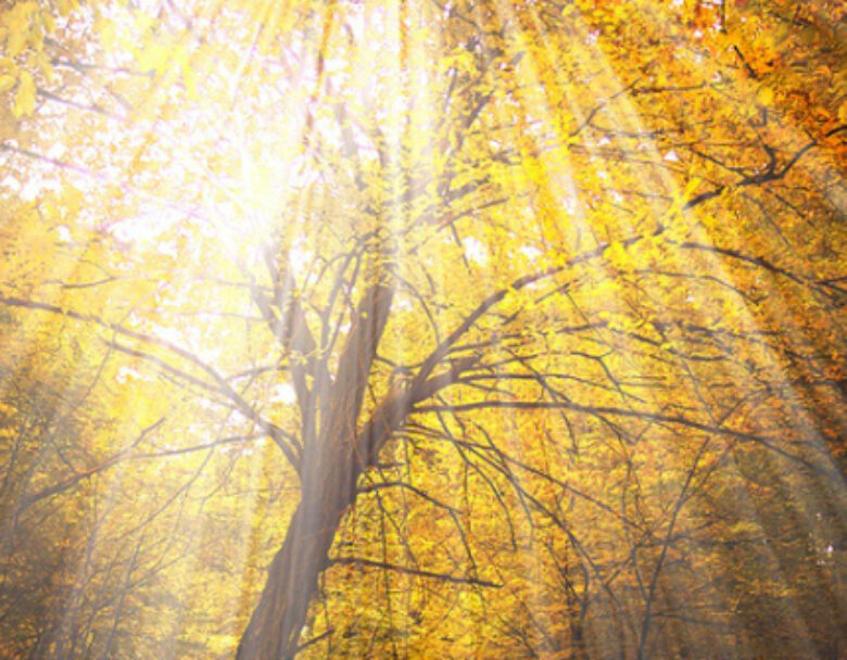 “Autumn – the year’s last, loveliest smile.”
