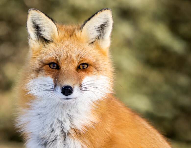 Colorado’s Only Certified Cruelty Free Interior Design Firm
