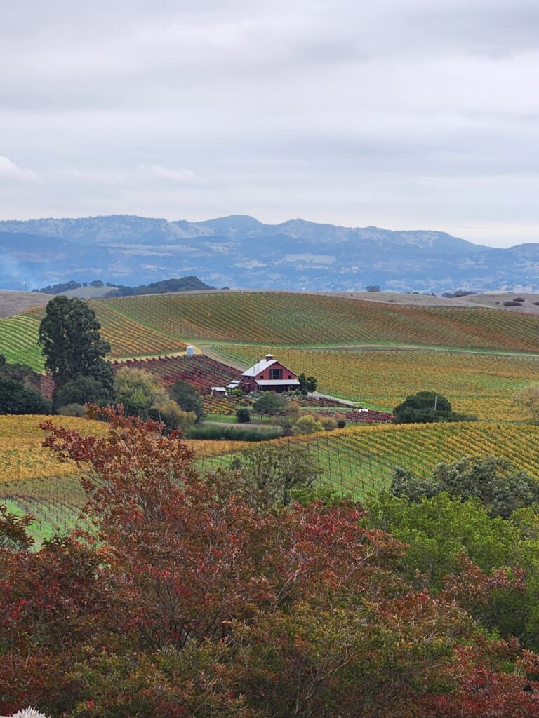 Interior Designer Training on Luxury Kitchen Appliances